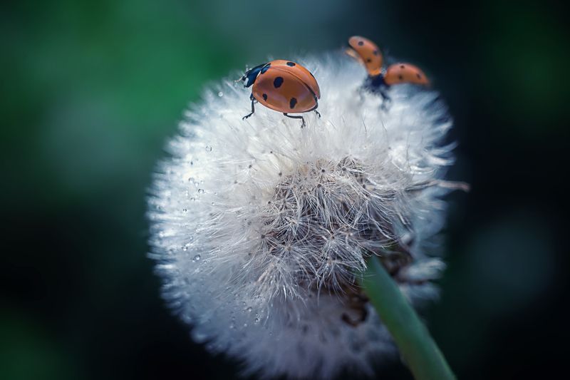 Полетели фото превью