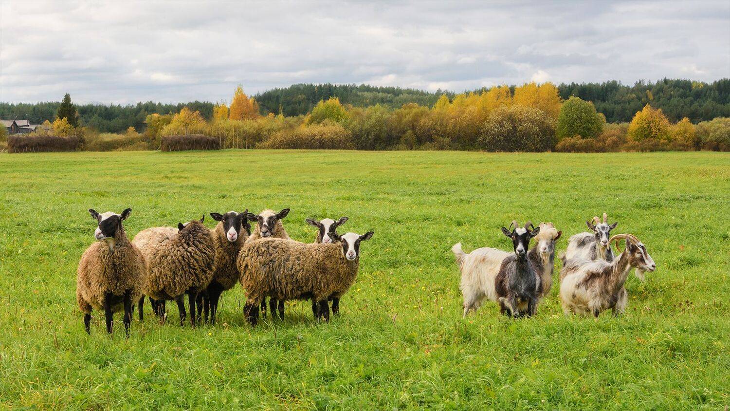 осень поле луг лес овцы козы пинега архангельская область, Ра Вера