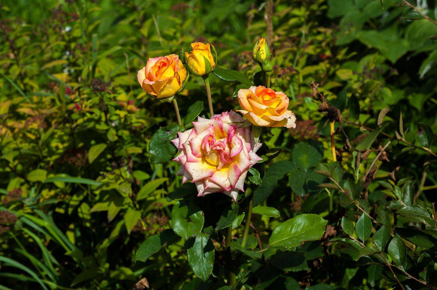,  Валерий