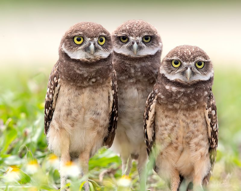 кроличий сыч, florida,burrowing owl, owl, флорида,сыч Сычики - Burrowing Owls фото превью