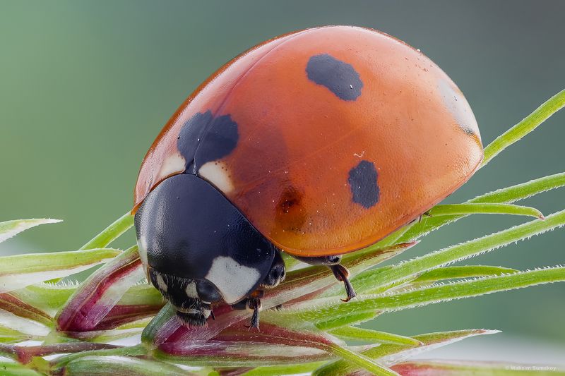 Коровушка фото превью