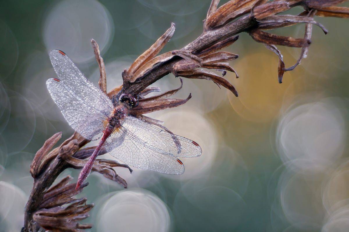 , Чепленко Алексей