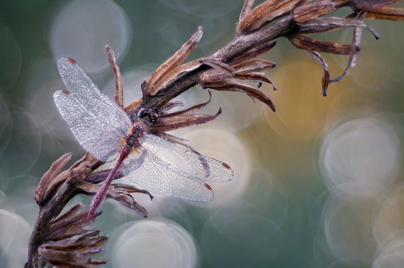 Стрекоза фото превью