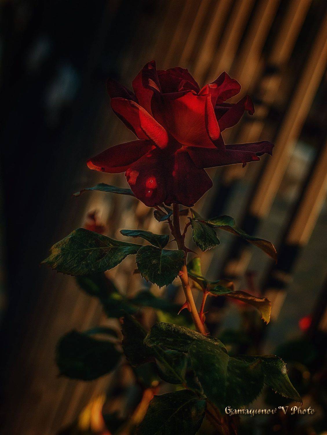 , Владимир Гамаюнов