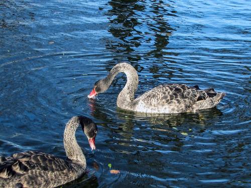 BLACK swans in the blue pond water - a bird, animals in the wild