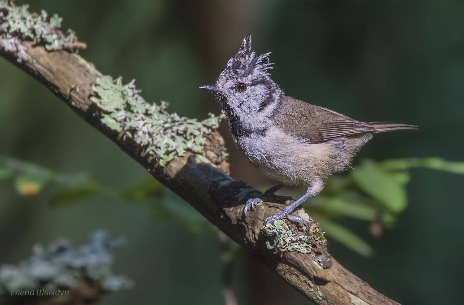 bird of prey, animal, birds, bird,  animal wildlife,  nature,  animals in the wild, european crested tit, птицы, птица, гренадёрка, хохлатая синица, Елена Швыдун