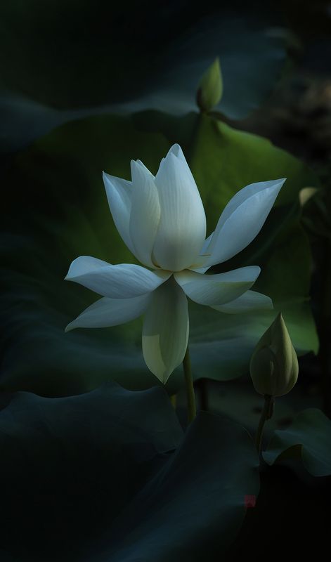 Lotus #9 фото превью