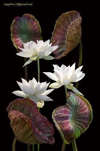 Lotus