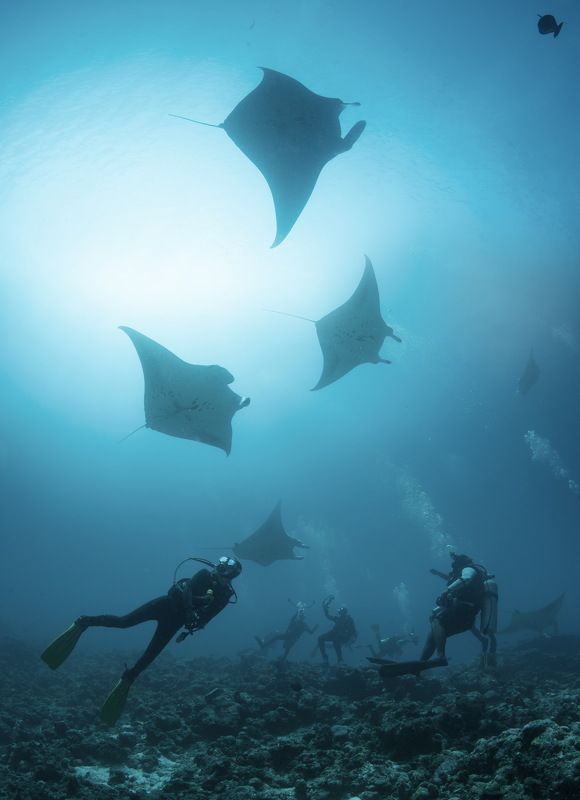 Дефиле фото превью