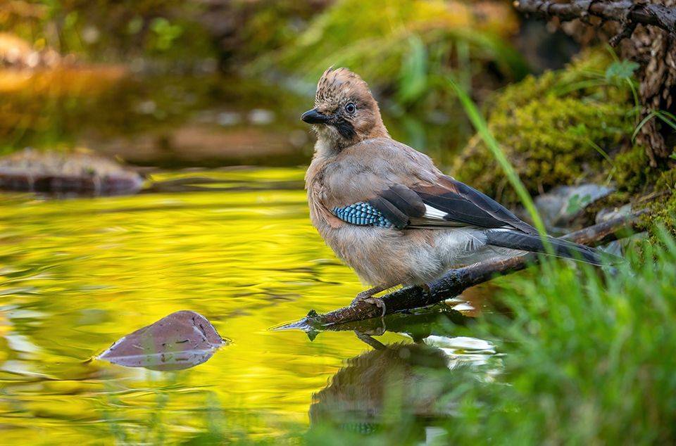 , Игорь Кляхин