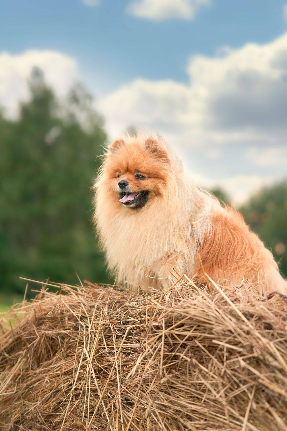 , Оксана Сироштан