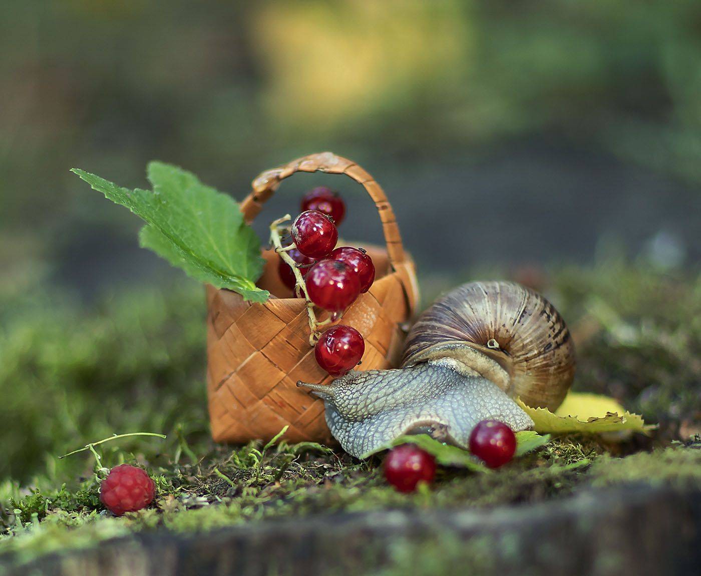 улитка,тихоход, моллюск,ягоды, смородина, малина,природа, snail, berry,red currant, raspberry,nature, Юлия Стукалова