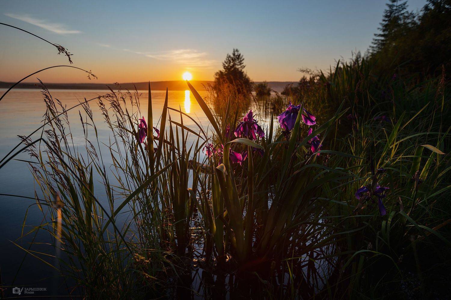 Закат, пейзаж, вода, ирисы, Зарышнюк Роман