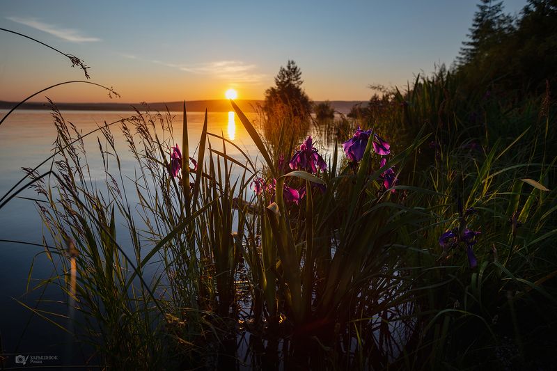 Закат, пейзаж, вода, ирисы Дикие ирисы в закате фото превью