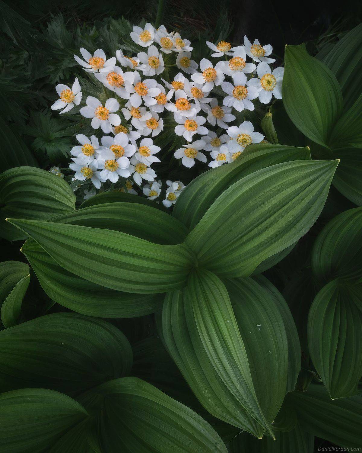 Кавказ, Адыгея, Тхач, Тхачи, Даниил Коржонов