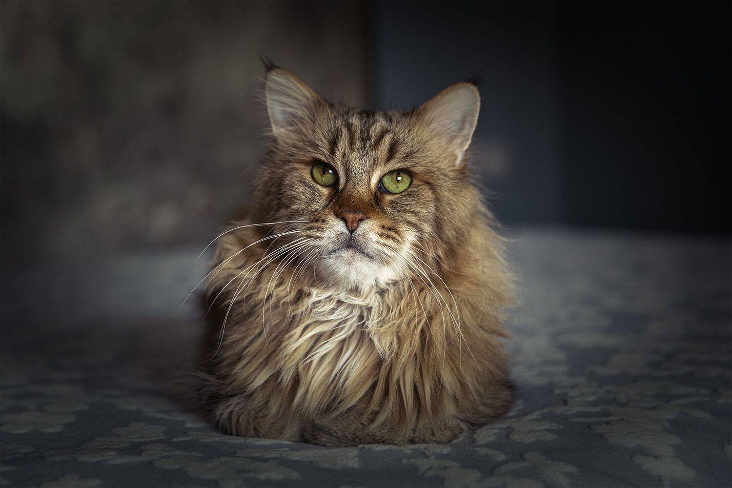 кошки, мейнкун, животные, Юрий Шурчков