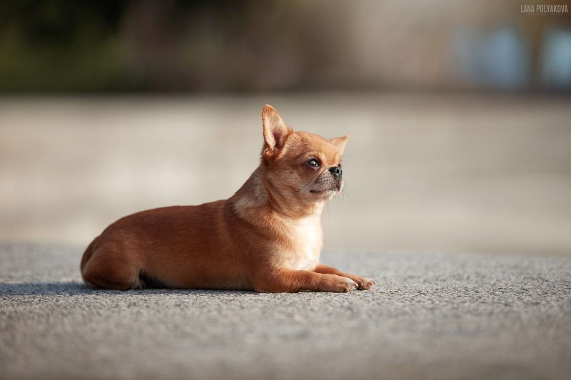 собака, чих, чихуа, чихуахуа Ярушка фото превью