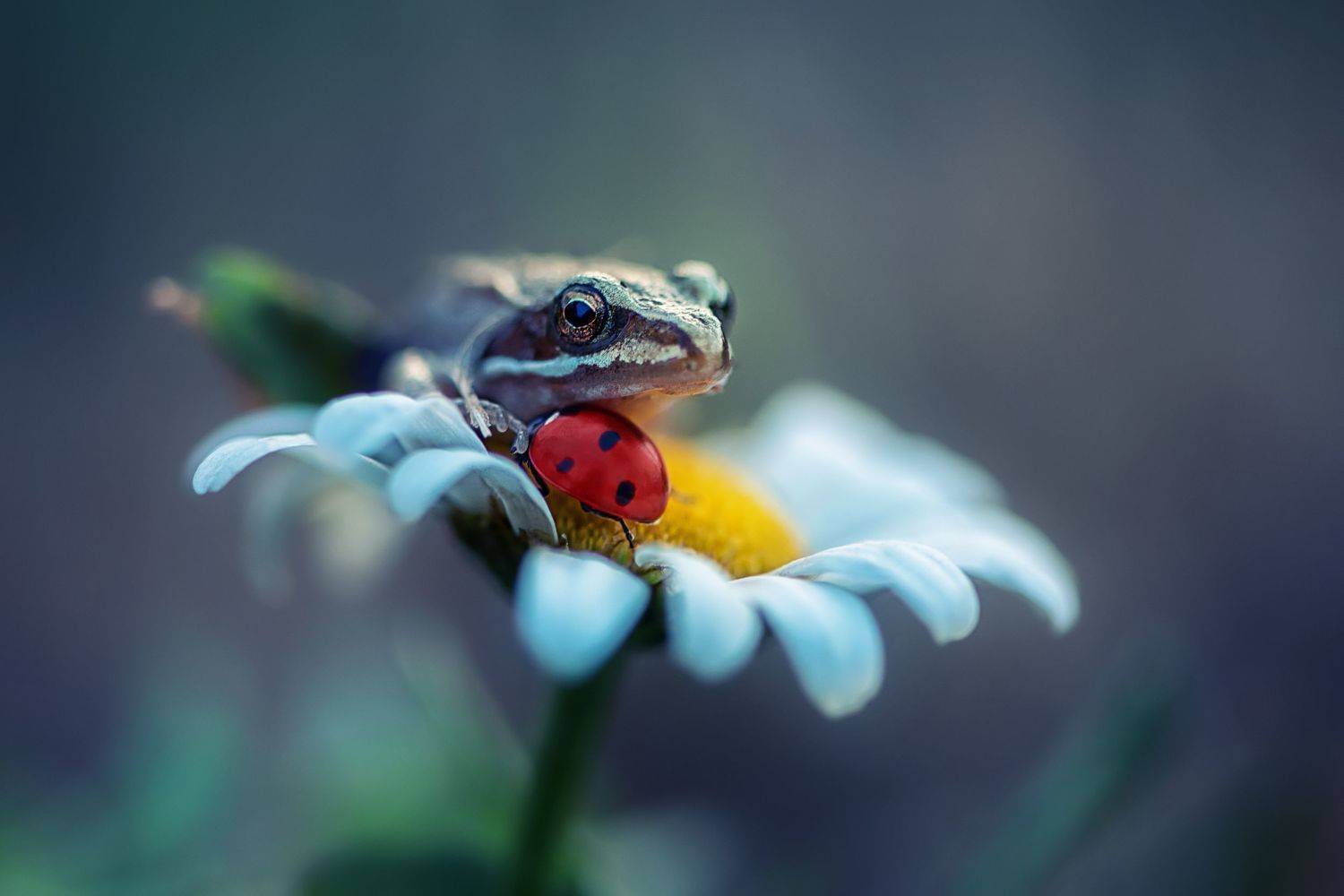 , Анастасия Думинская