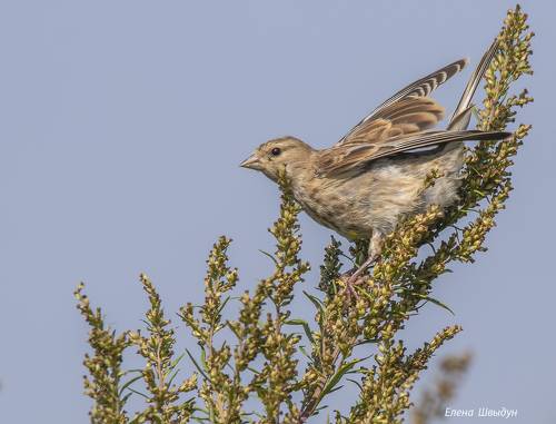 Common linnet