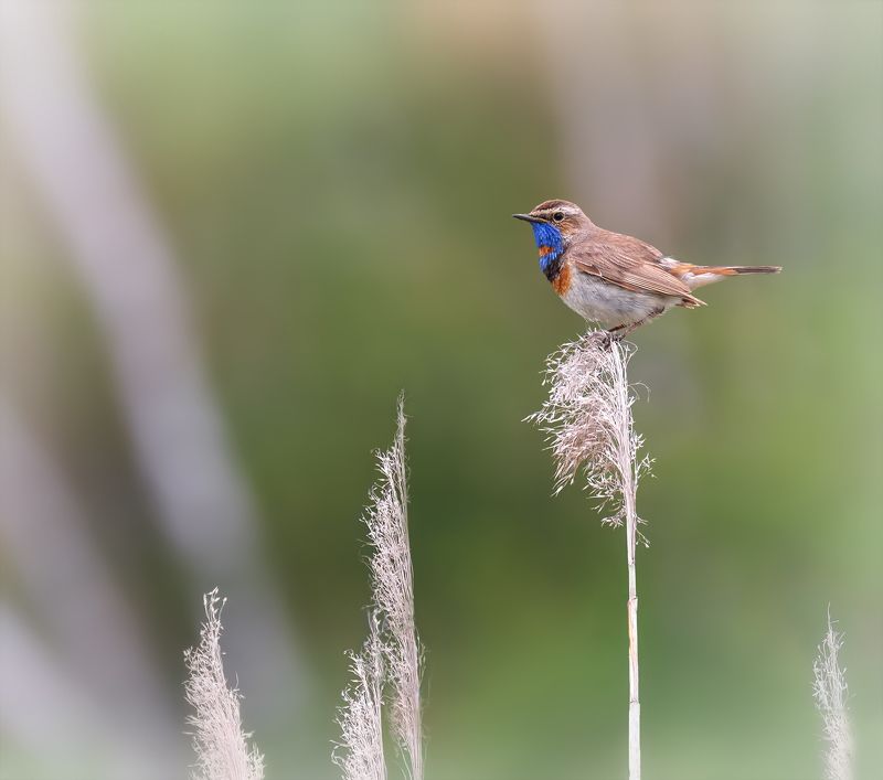 птица, варакушка, варакушка (самец) фото превью