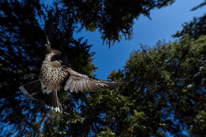 nature, wildlife, birds *** фото превью