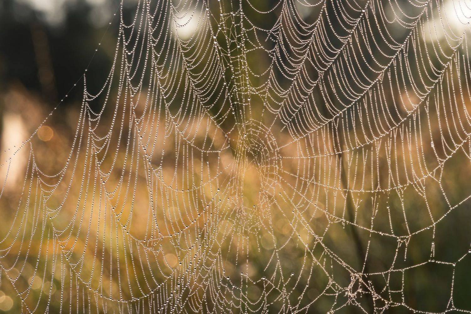 лето, паутина, Галанзовская Оксана