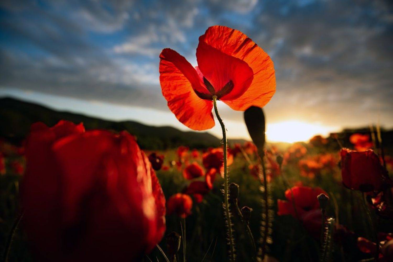 , Андрей Гусаченко