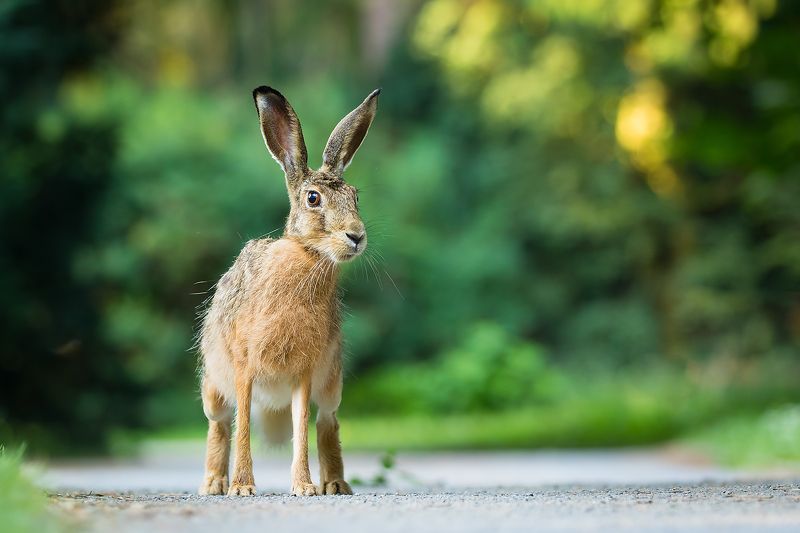 Hare фото превью