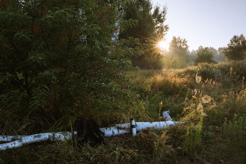 лето, луг, рассвет, собака, боксёр Встречая рассвет фото превью