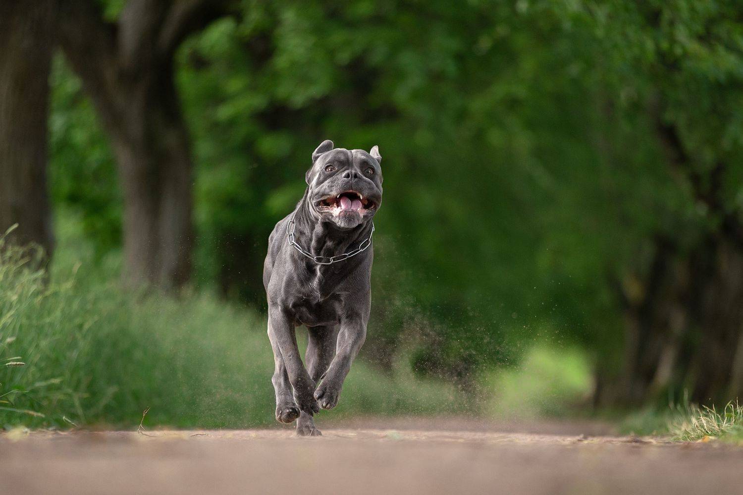 , Светлана Писарева