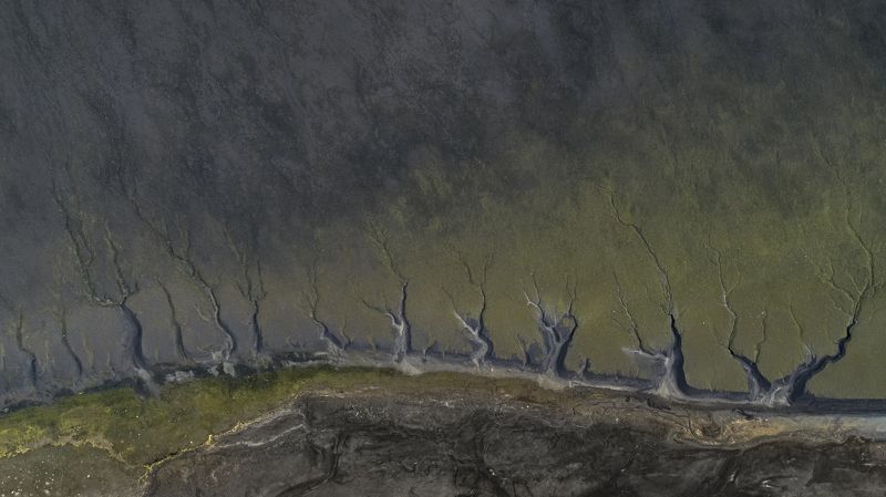 Magic forest фото превью