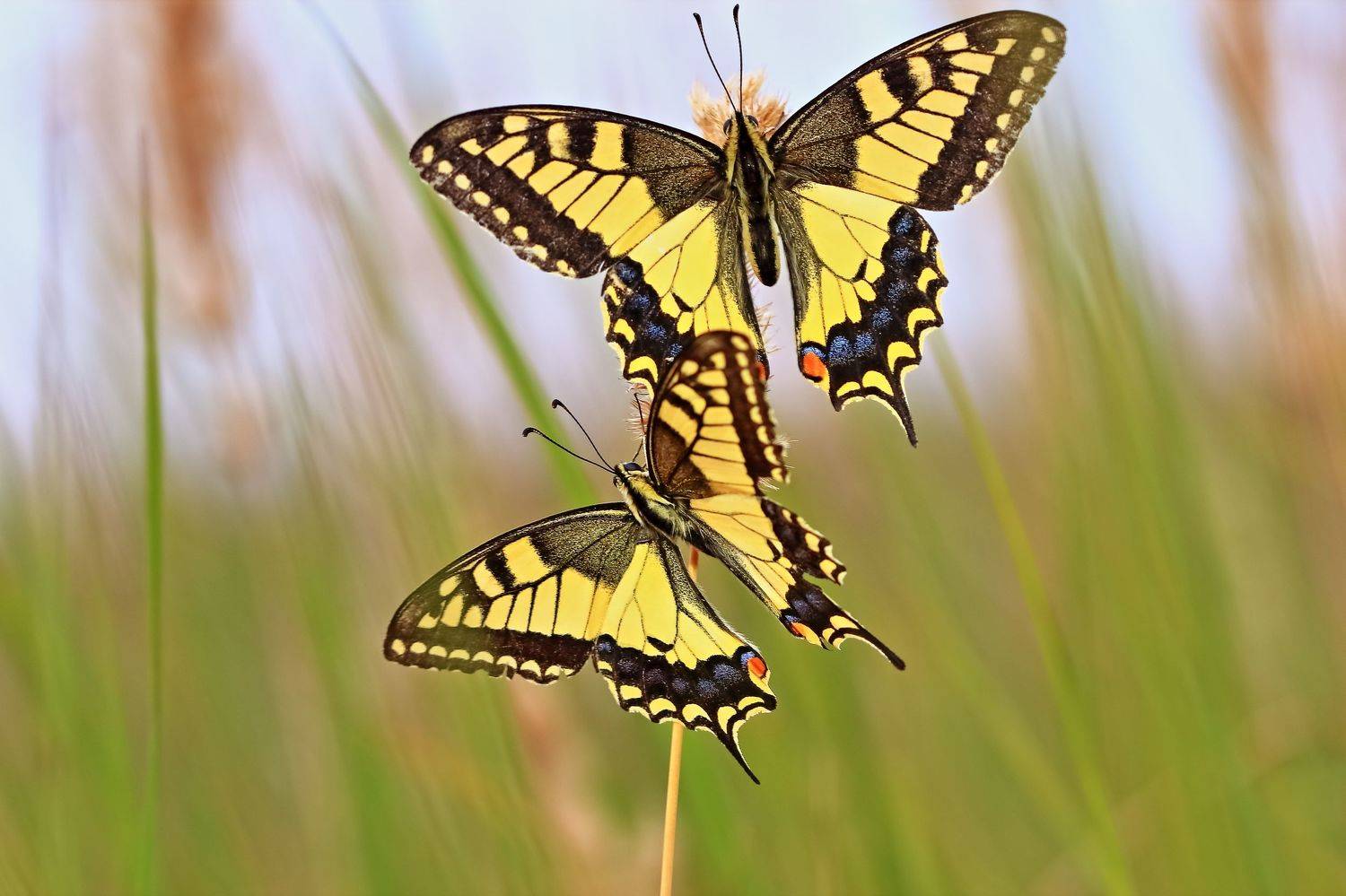 , Олег Резенов