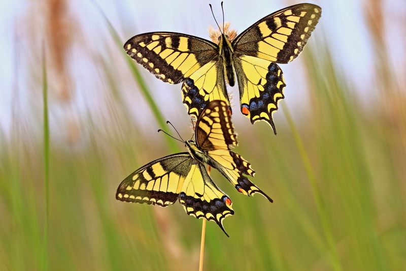 Дуэт фото превью