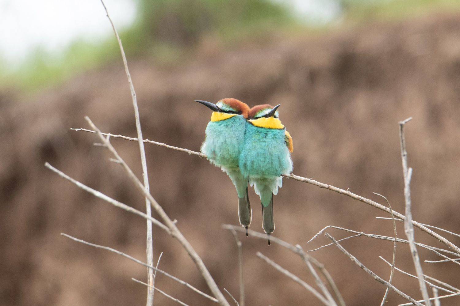 щурка, птицы,, Цветков Сергей