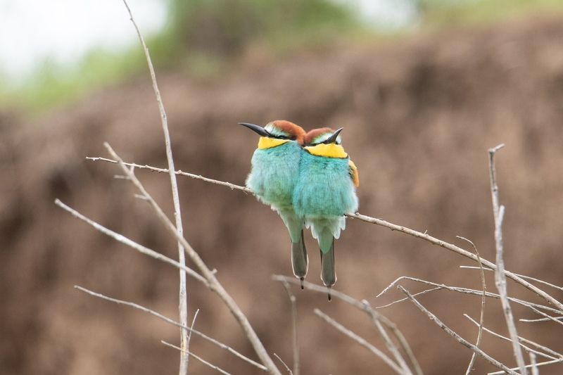 щурка, птицы, Семейная пара фото превью