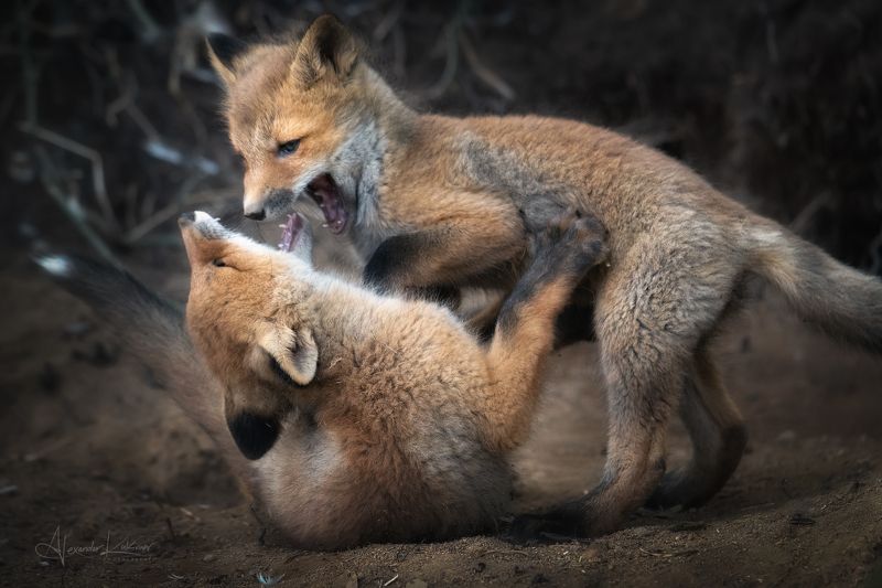 животные,лиса,лисята,лисёнок Про лисят... фото превью