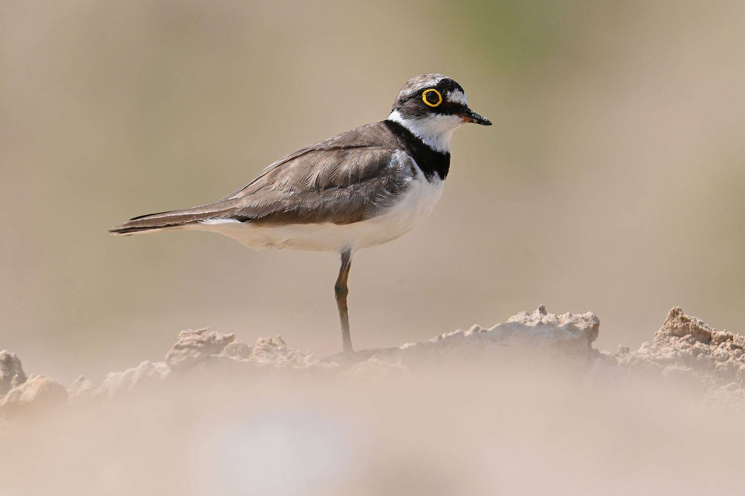 , Чернобай Анна