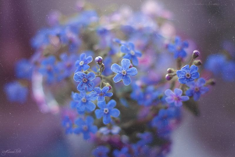 незабудка, капли, весна С лепестками цвета неба... фото превью