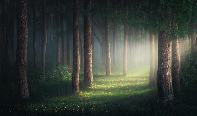Утро в лесу  фото превью