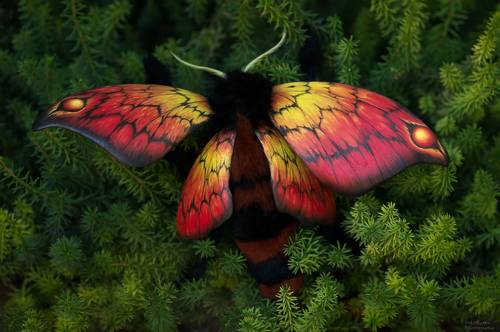 Огненная моль