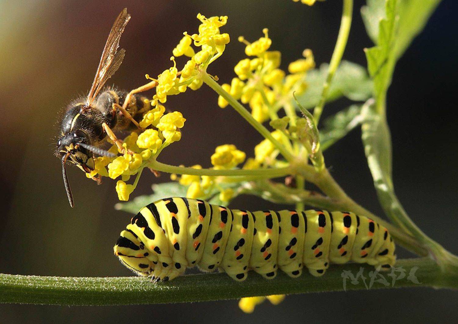 макро оса гусеница махаон насекомые лето, Шангареев Марс