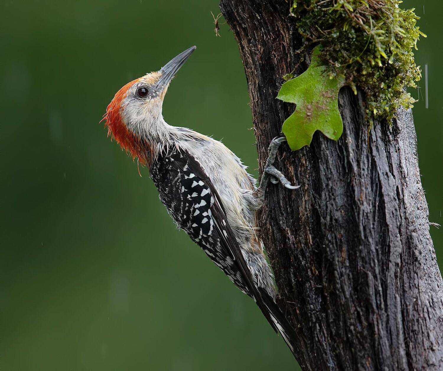 дятел, каролинский меланерпес, red-bellied woodpecker, woodpecker, Elizabeth Etkind