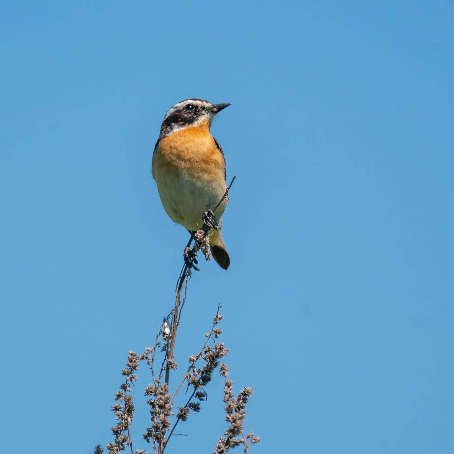 , Константин Дэм