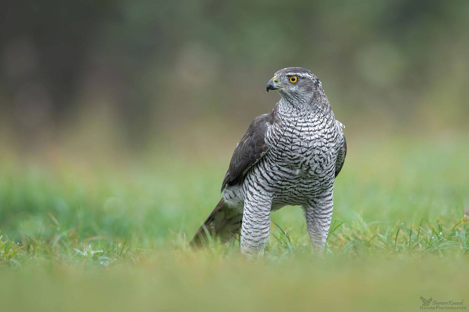 , Damian Kwasek