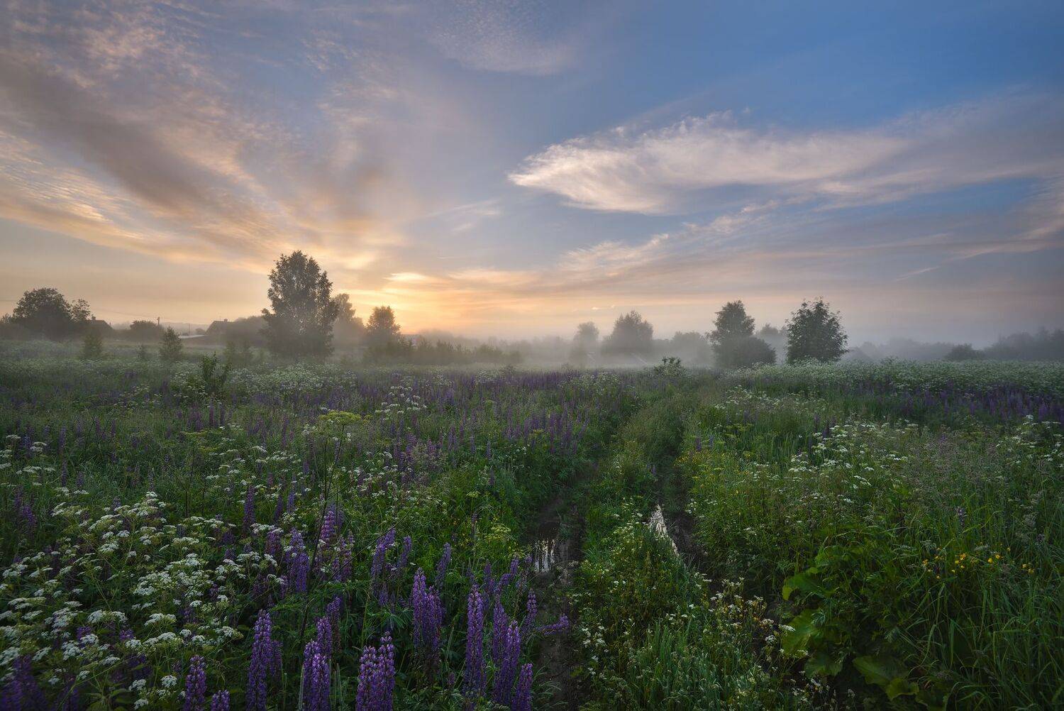 лето,утро,рассвет,туман,солнце,небо,облака,цветы.дорога,деревня, Виталий Полуэктов