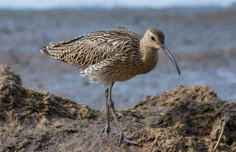 большой кроншнеп, numenius arquata Большой кроншнеп (Numenius arquata). фото превью