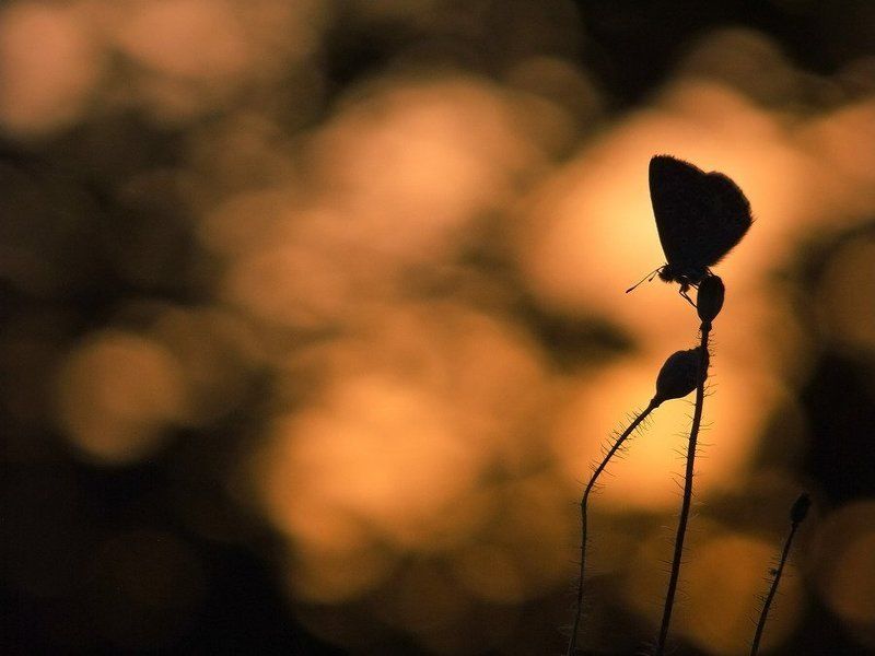 закат Там где прячется солнце(часть 2) фото превью