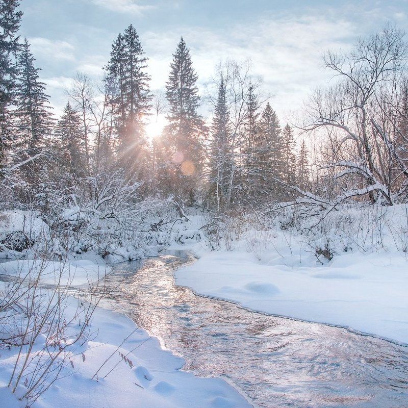Елки, Зима, Сибирь, Томск Где-то под Томском, рядом с поселком Мирный и Заварзино. фото превью