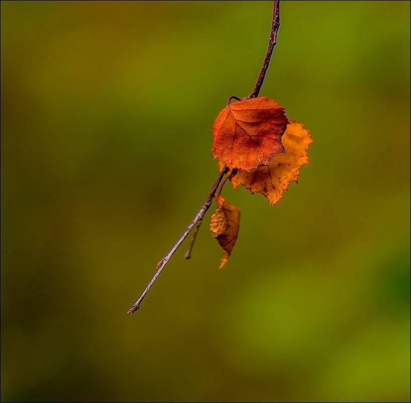 , Бурлов Андрей