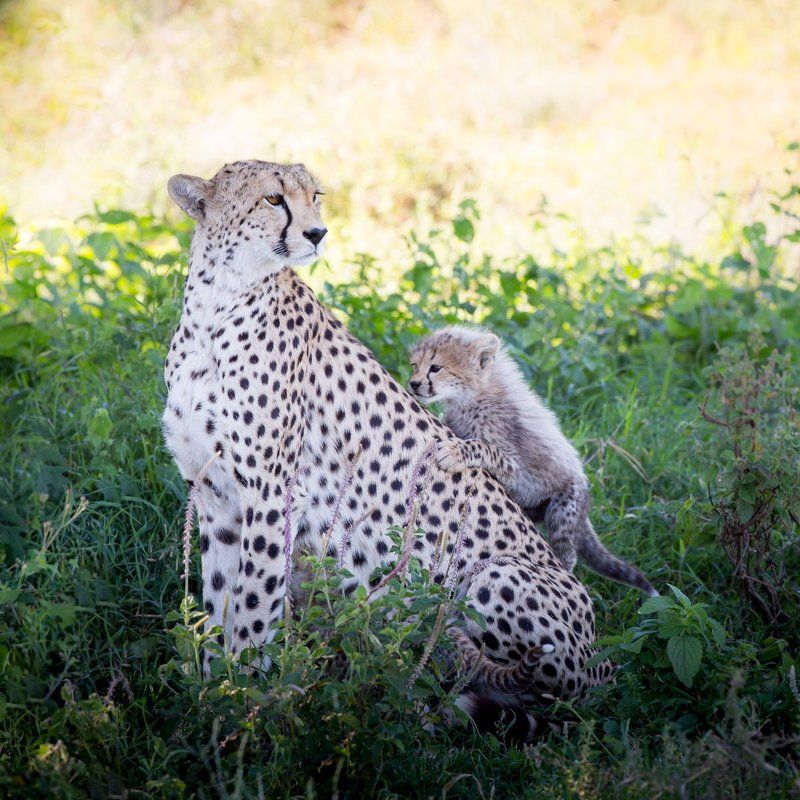 про джомолунгму... фото превью